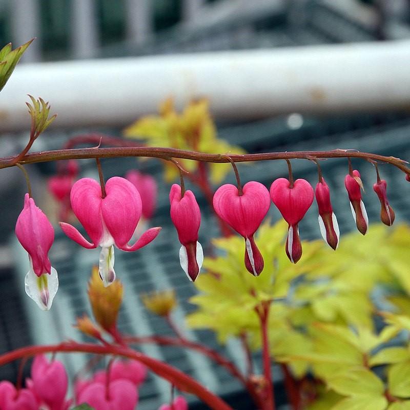 Dicentra spectabilis 'Gold Heart'  - Gold Heart Bleeding Heart