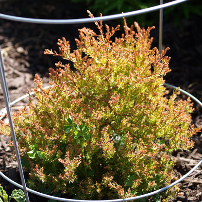 Thuja occidentalis 'Congabe' PP19,009  - Fire Chief™ Globe Arborvitae