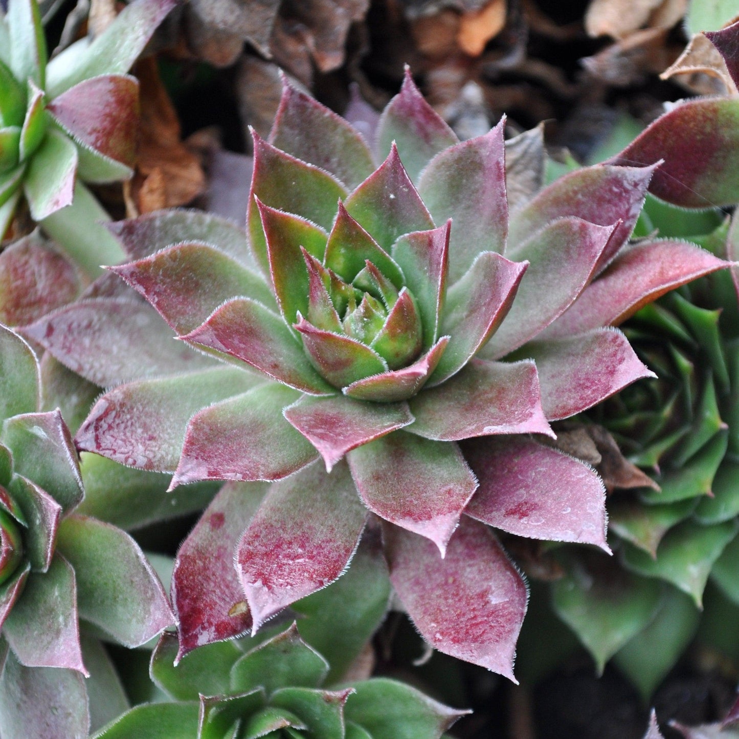 Sempervivum 'Black'  - Black Echeveria, Hens and Chicks