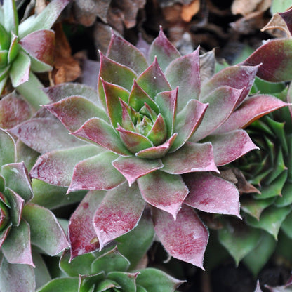 Sempervivum 'Black'  - Black Echeveria, Hens and Chicks