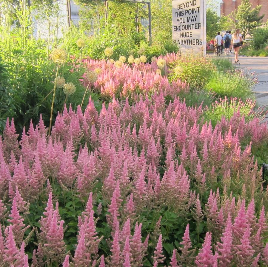 Astilbe chinensis 'Vision in Pink'  - Vision in Pink Chinese Astilbe