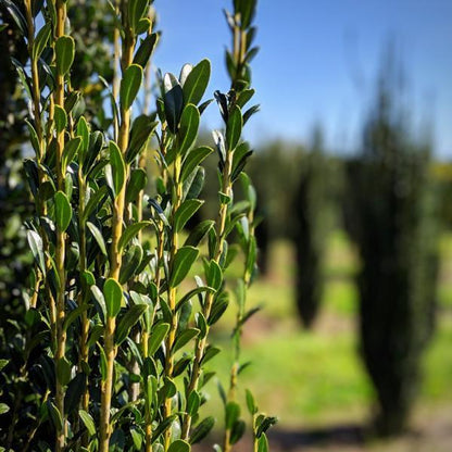 Ilex crenata 'Sky Pencil'  - Sky Pencil Japanese Holly