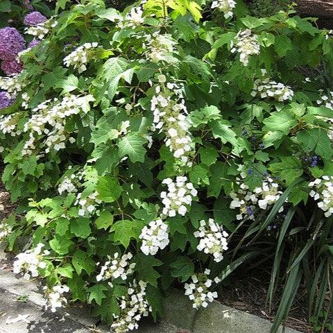 Hydrangea quercifolia 'Bocotoso'  - Bloomin' Easy® Toy Soldier™ Oakleaf Hydrangea