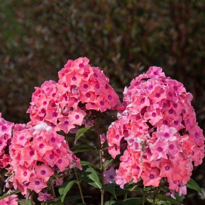 Phlox paniculata 'Ditomdre' PP20,907  - First Editions® Coral Crème Drop™ Phlox