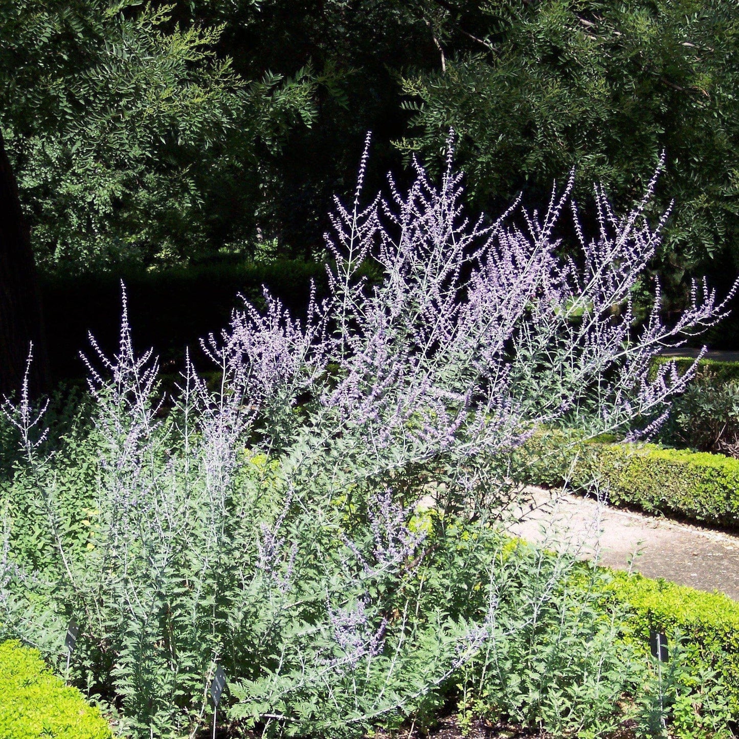 Perovskia atriplicifolia  - Russian Sage