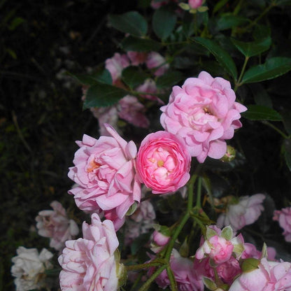 Rosa 'The Fairy'  - The Fairy Rose
