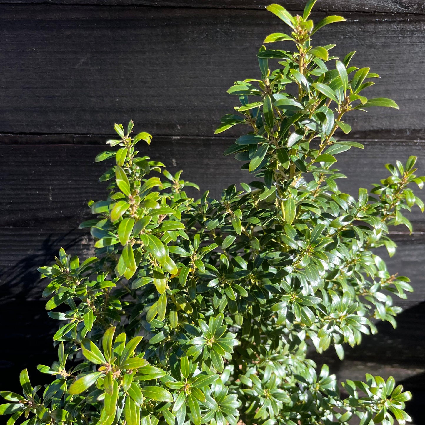 Ilex glabra 'SMNIGAB17'  - Gem Box® Inkberry Holly
