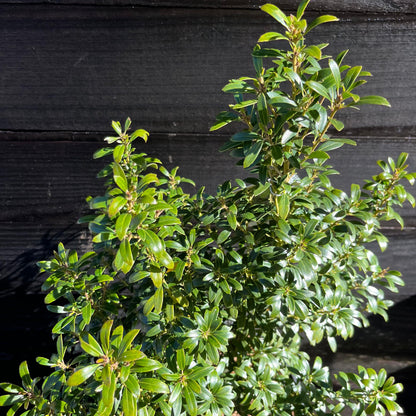 Ilex glabra 'SMNIGAB17'  - Gem Box® Inkberry Holly