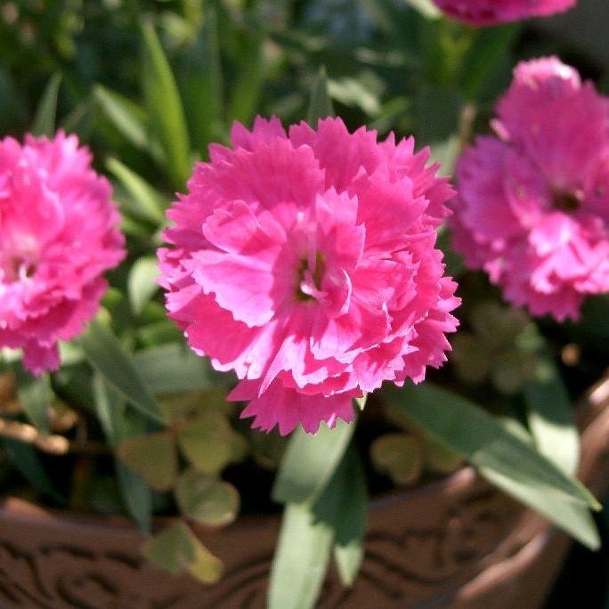 Dianthus x 'KLEDG10119'  - EverLast™ Orchid Dianthus