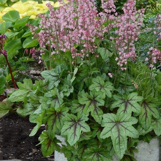 Heucherella ‘Pink Fizz’  - Pink Fizz Foamy Bells