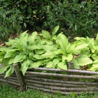 Hosta 'Dancing Queen'  - Dancing Queen Hosta