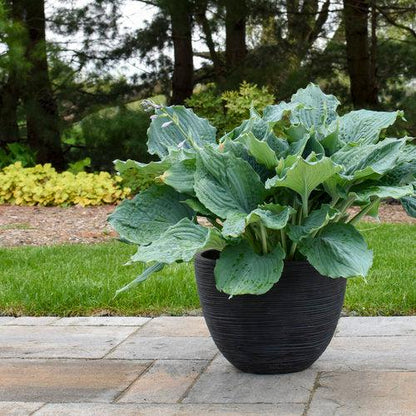 Hosta 'Diamond Lake' PP30769  - PW® Shadowland® Diamond Lake Hosta