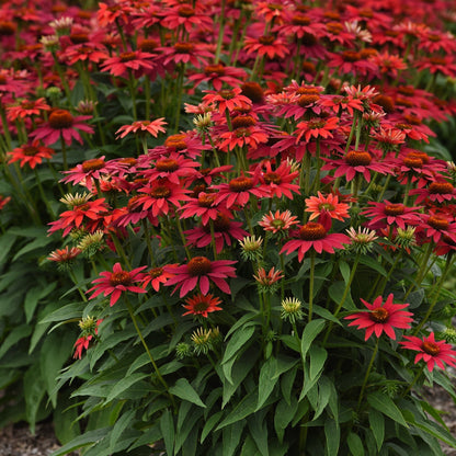 Echinacea 'Balsomtresgo'  - Sombrero® Tres Amigos Coneflower