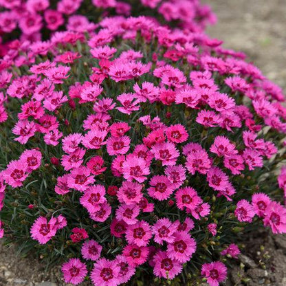 Dianthus 'Paint the Town Fancy'  - Paint the Town Fancy Dianthus