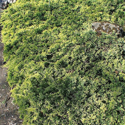 Juniperus horizontalis 'Golden Carpet'  - Golden Carpet Creeping Juniper