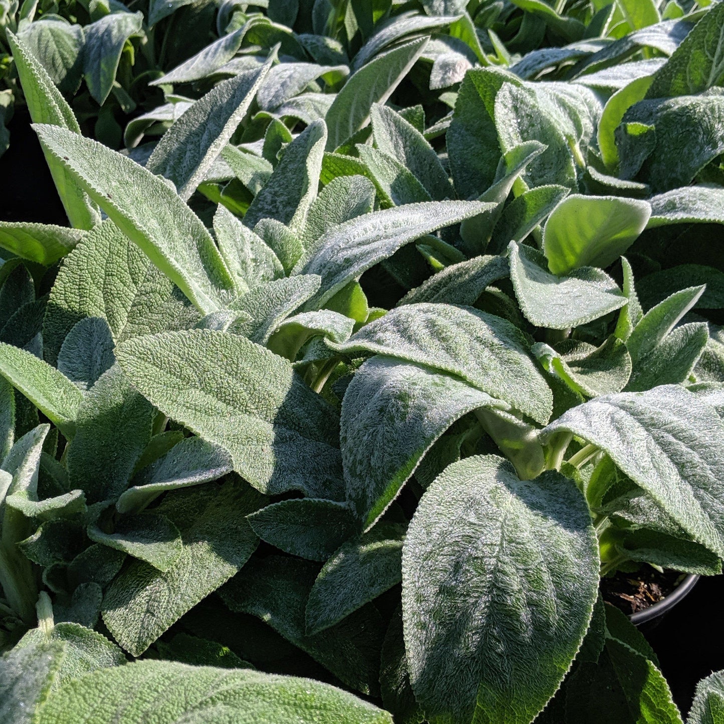 Stachys byzantina 'Helene von Stein'  - Giant Lamb's Ear