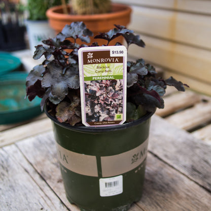 Heuchera 'Blackout'  - Blackout Coral Bells