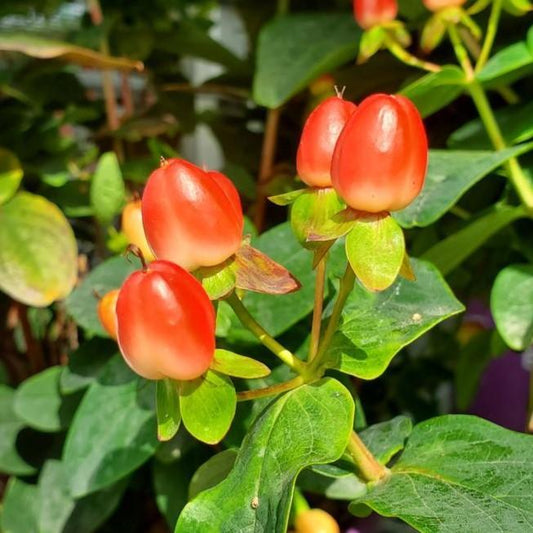 Hypericum x inodorum 'Kolmaref'  - First Editions® Magical® Red Flame St. John's Wort
