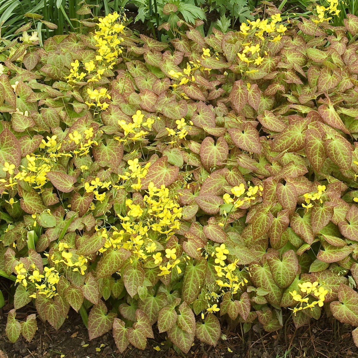Epimedium x perralchicum 'Frohnleiten'  - Frohnleiten Barrenwort, Bishop's Hat
