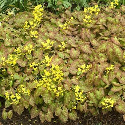 Epimedium x perralchicum 'Frohnleiten'  - Frohnleiten Barrenwort, Bishop's Hat