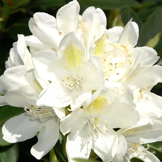 Rhododendron catawbiense 'Chionoides'  - Chionoides Rhododendron