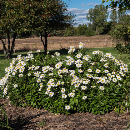 Nipponanthemum niponicum  - Nippon Daisy