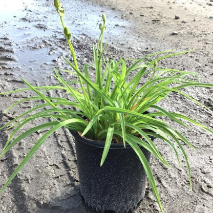 Hemerocallis 'Stella D'Oro'  - Stella de Oro Daylily