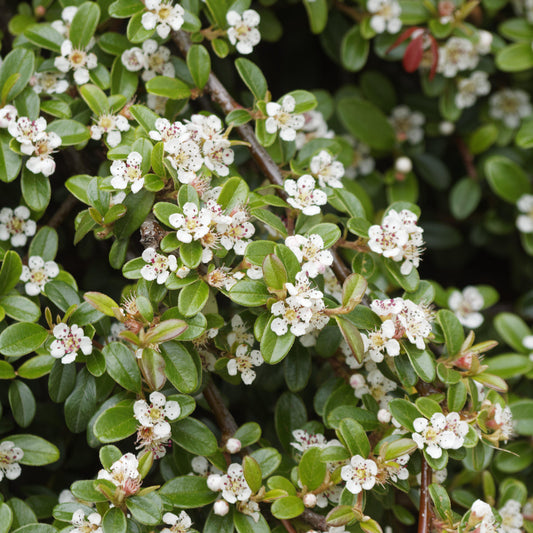 Cotoneaster dammeri 'Coral Beauty'  - Coral Beauty Cotoneaster