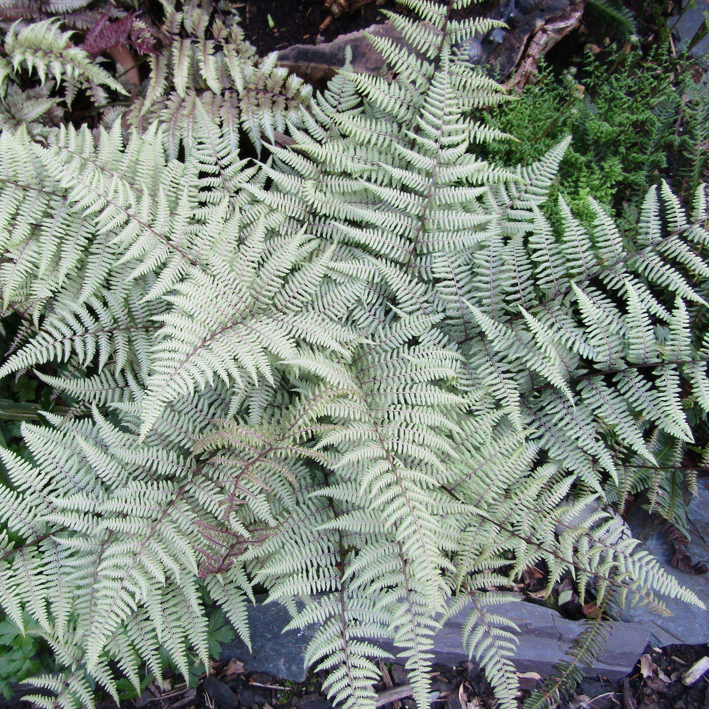 Athyrium 'Ghost'  - Ghost Fern