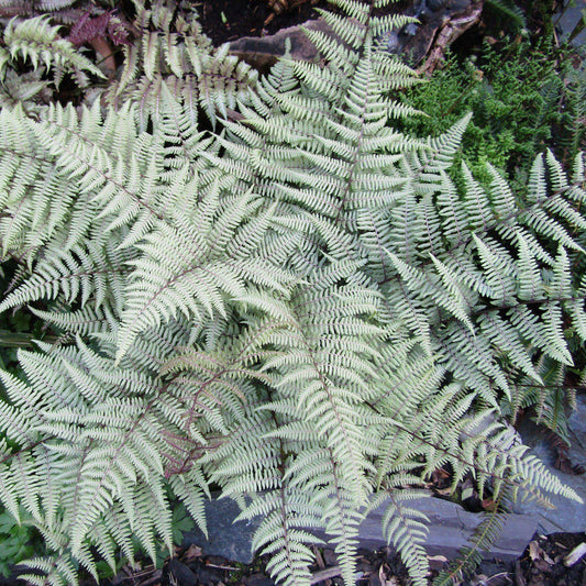 Athyrium 'Ghost'  - Ghost Fern