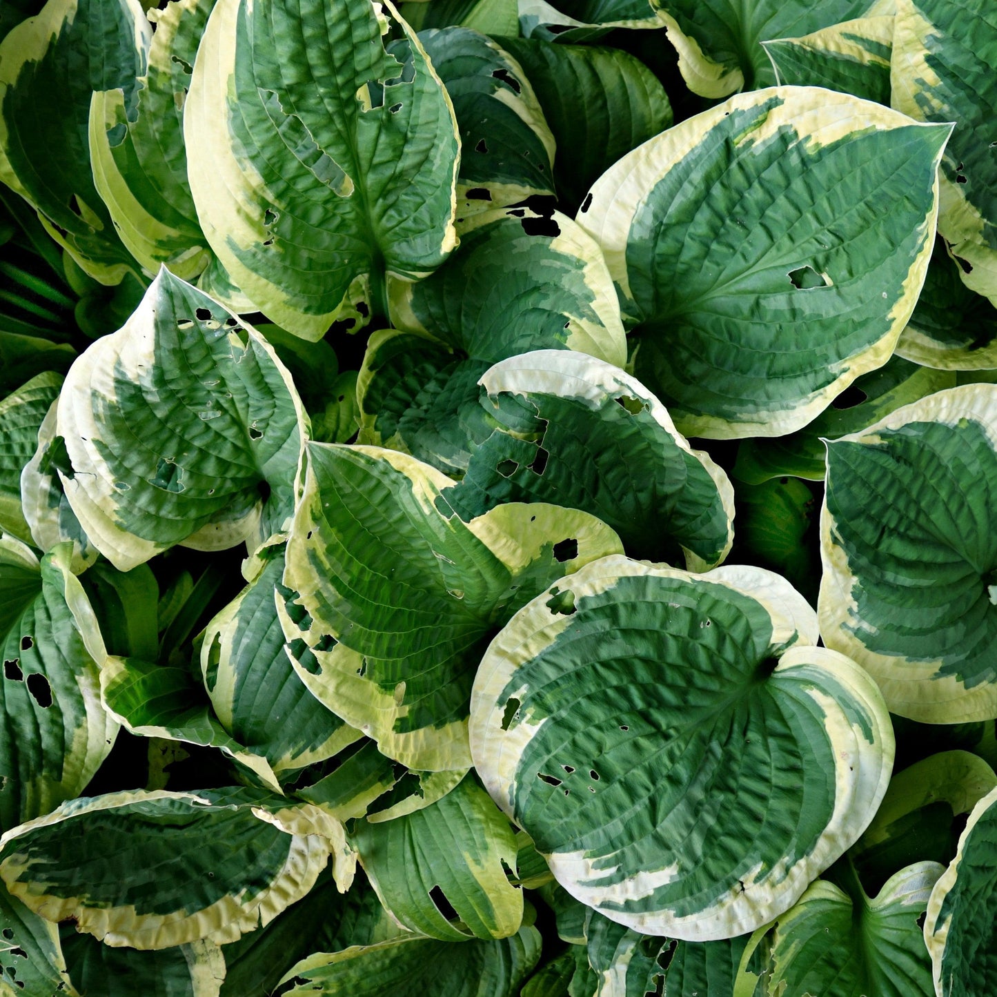 Hosta 'Earth Angel'  - Earth Angel Hosta