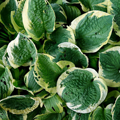Hosta 'Earth Angel'  - Earth Angel Hosta