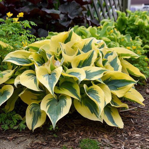 Hosta 'Autumn Frost' PP23,224  - PW® Shadowland® Autumn Frost Hosta