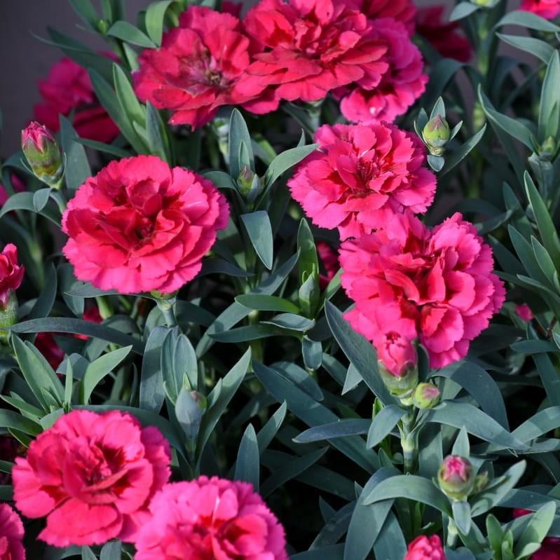 Dianthus x 'KLEDG10119'  - EverLast™ Orchid Dianthus