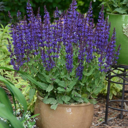 Salvia 'Violet Riot'  - Color Spires® Violet Riot Salvia