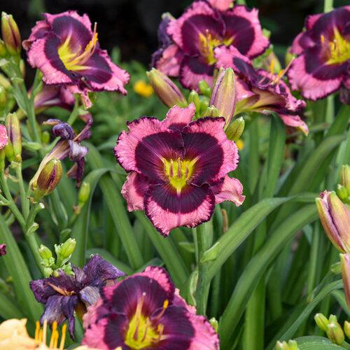 Hemerocallis 'Storm Shelter'  - PW® Rainbow Rhythm® Storm Shelter Daylily