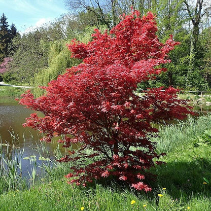 Acer palmatum 'Bloodgood'  - Japanese Maple 'Bloodgood'