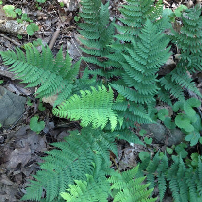 Dryopteris marginalis  - Eastern Wood Fern, Leatherwood Fern