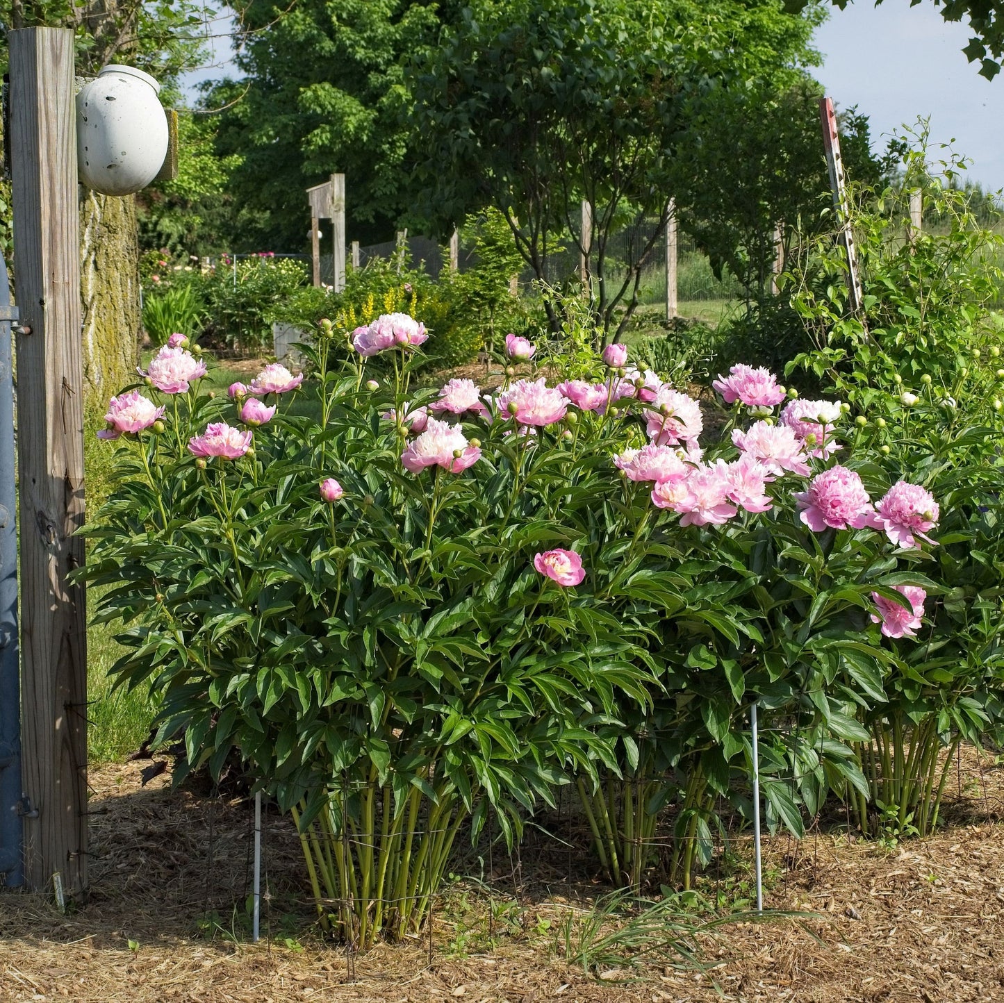 Paeonia 'Madame Emile Debatene'  - Emile Debatene Peony