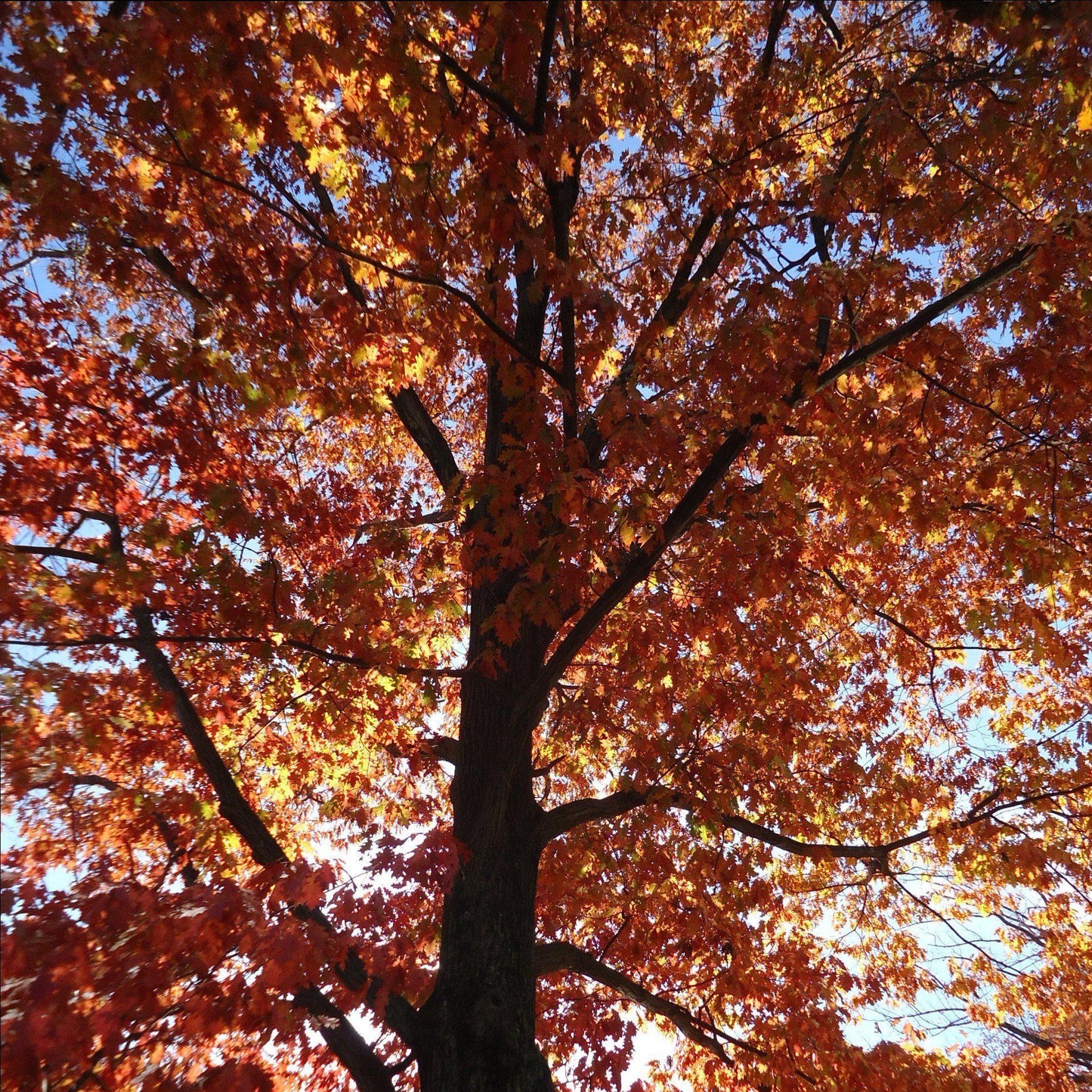 Quercus rubra  - Northern Red Oak