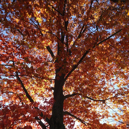 Quercus rubra  - Northern Red Oak