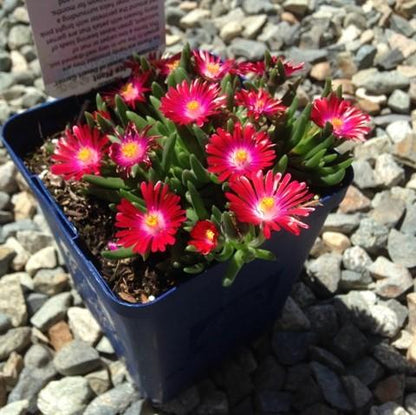 Delosperma cooperi 'Jewel of Desert Garnet'  - Jewel of Desert® Garnet Ice Plant