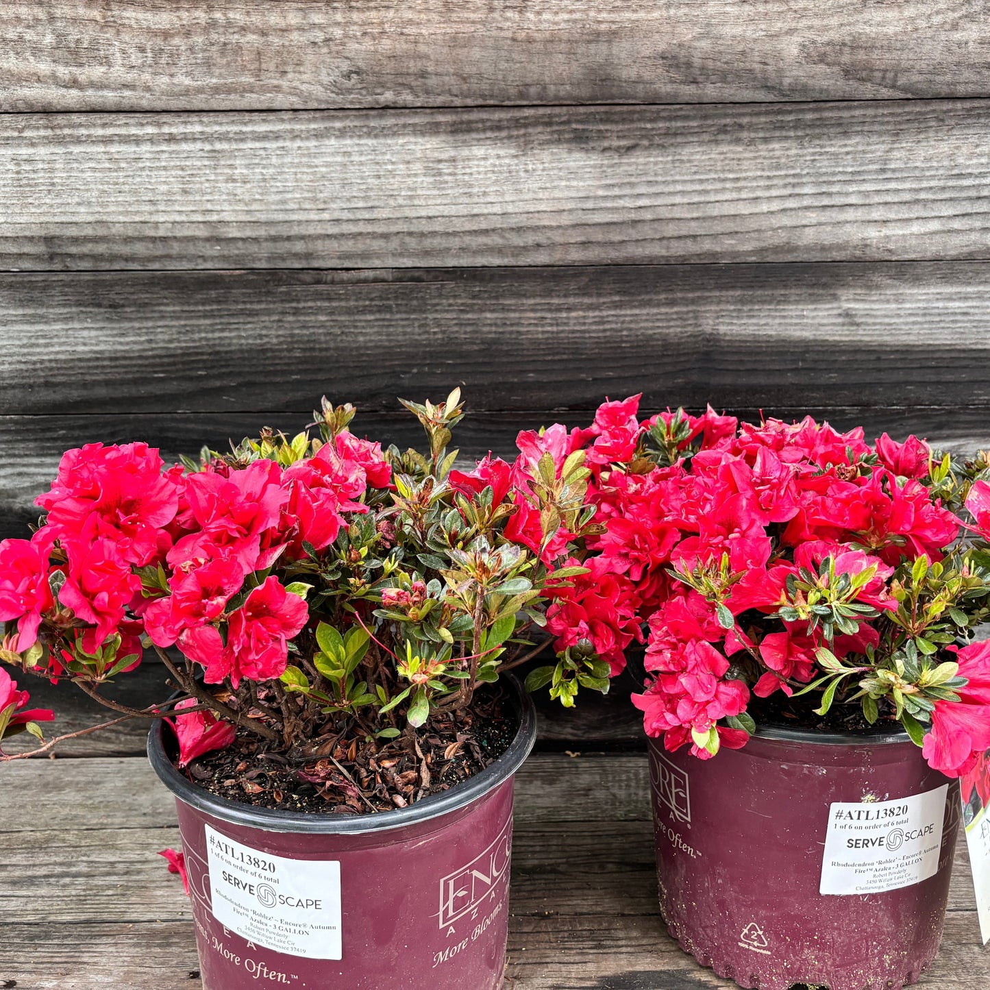 Rhododendron ‘Roblez’  - Encore® Autumn Fire™ Azalea