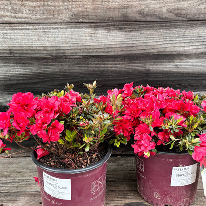 Rhododendron ‘Roblez’  - Encore® Autumn Fire™ Azalea
