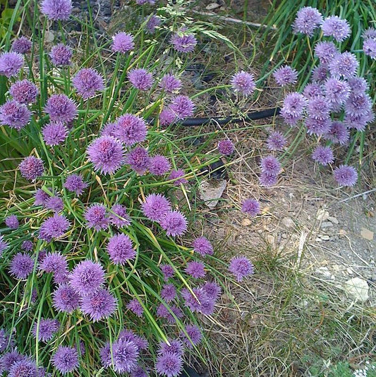Allium 'Medusa'  - Medusa Ornamental Onion
