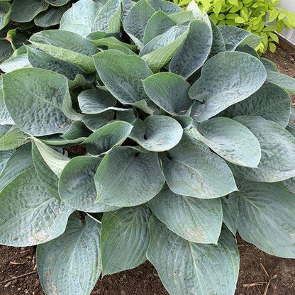 Hosta 'Above The Clouds' PP34,341  - PW® Shadowland® Above The Clouds Hosta