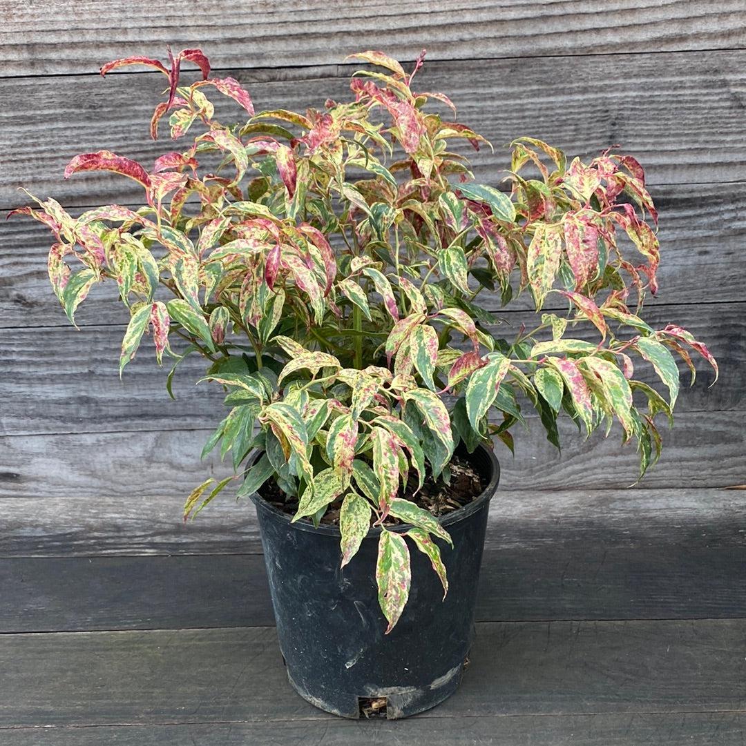 Leucothoe fontanesiana 'Rainbow'  - Rainbow Drooping Leucothoe