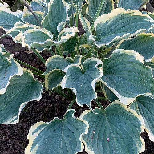 Hosta 'Hope Springs Eternal' PP33,266  - PW® Shadowland® Hope Springs Eternal Hosta