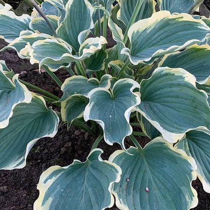 Hosta 'Hope Springs Eternal' PP33,266  - PW® Shadowland® Hope Springs Eternal Hosta