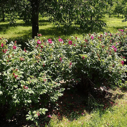 Rosa rugosa 'Purple Pavement'  - Purple Pavement Rugosa Rose